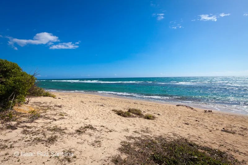 Tamarindo Beach Culebra Island Sea Turtles Calm Water Easy Snorkeling